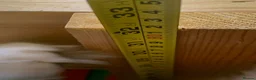 Tortoise reptiles for sale: 2 male 10 year old tortoises for sale  - Advert 13