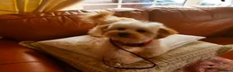 Maltipoo dogs for sale: F1B maltipoo puppys - Advert 3