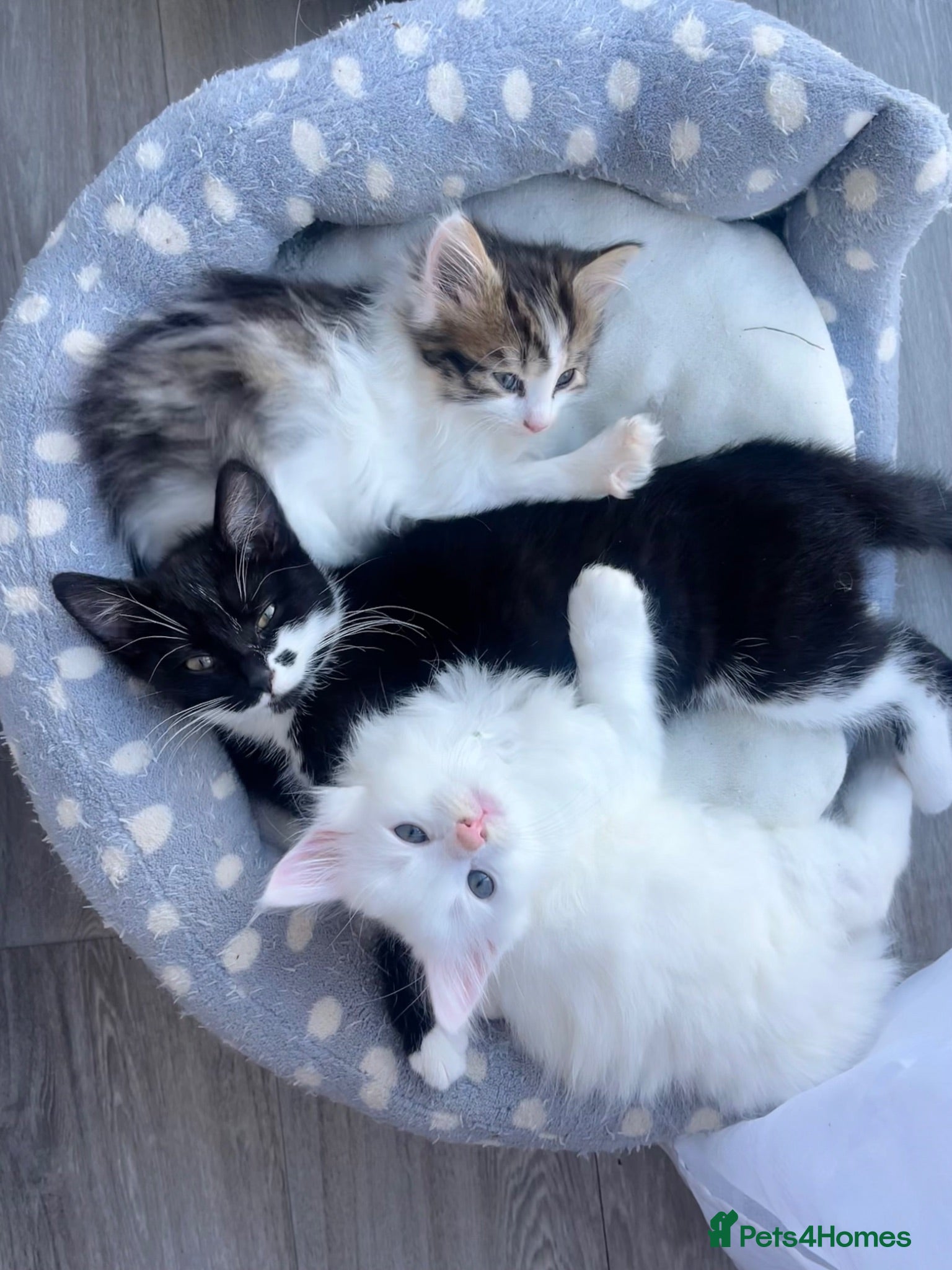 Siberian cats Fluffy kittens  - Advert 4