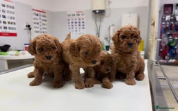 Cavapoo dogs for sale: Premium F1B Toy Red Cavapoo - 2 LEFT - Image 7
