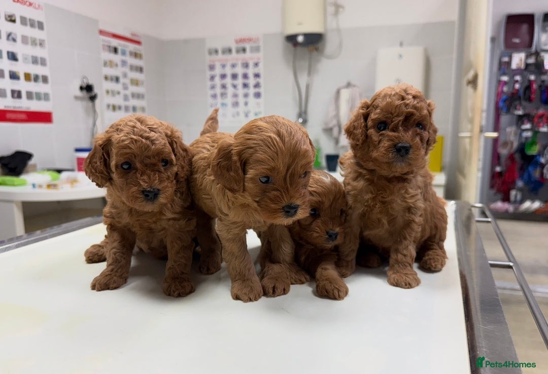 Cavapoo dogs for sale: Premium F1B Toy Red Cavapoo - 2 LEFT - Image 7