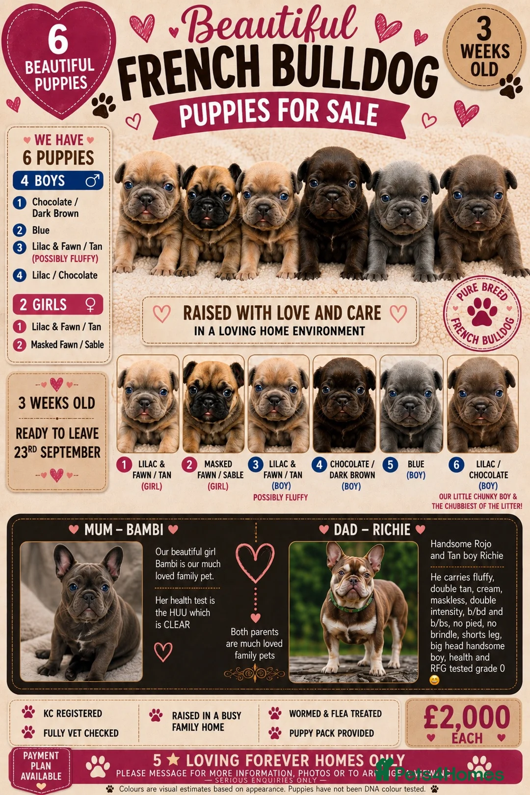 French Bulldog dogs for sale: 🐾 STUNNING KC REGISTERED FRENCH BULLDOG PUPPIES  - Advert 1
