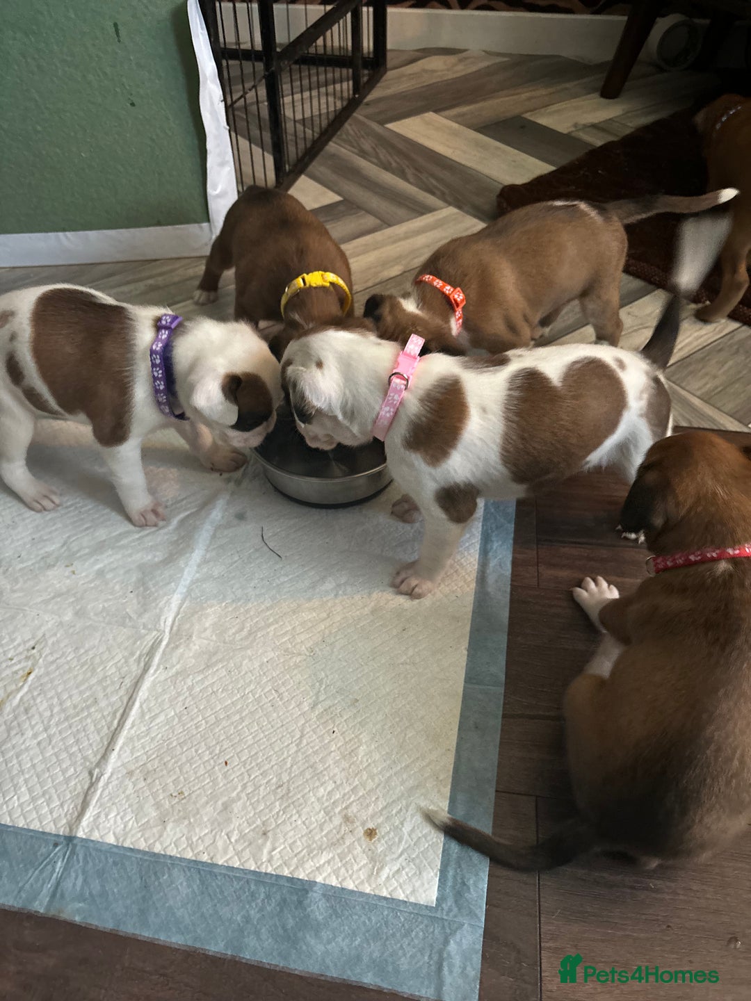 Boxer dogs for sale: Boxer puppies 5 bitches 1 boy  - Advert 7