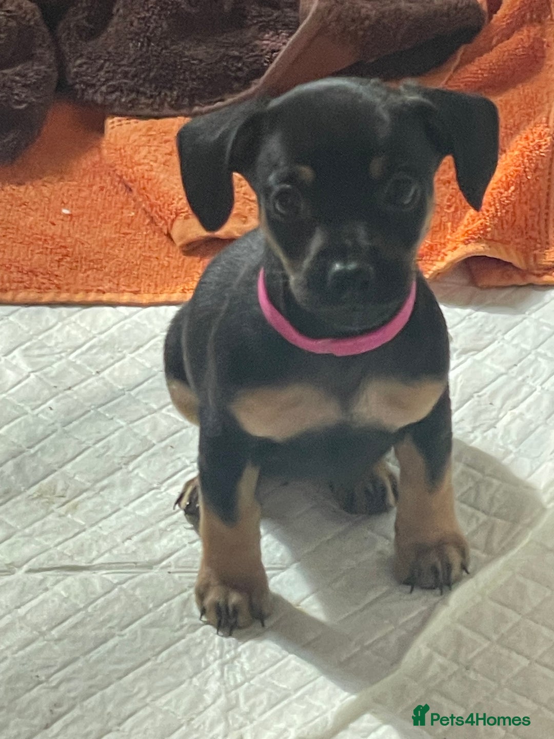 Mixed Breed dogs for sale: ONE LEFT REDUCED French wieners-Frenchie/dashhound - Image 27