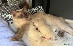 Ragdoll cats for sale: Pure blue point boy Ragdoll 7months sale london - Image 7