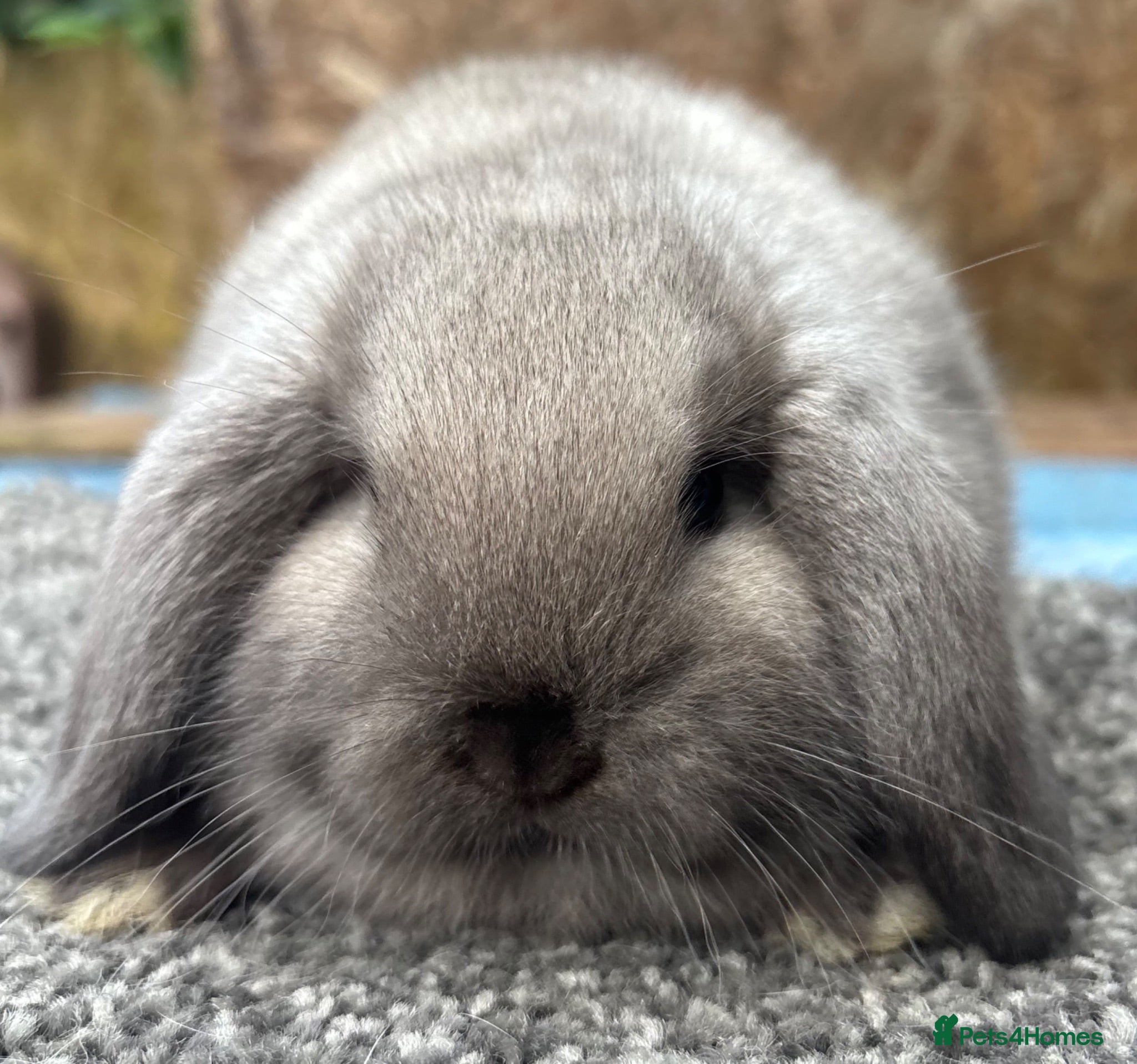 Dwarf Lop rabbits Dwarf Lop Babies - Advert 1