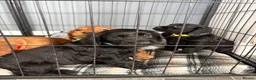 Cocker Spaniel dogs for sale: KC registered working cocker spaniels - Advert 11