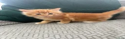 Mixed Breed cats for sale: fluffy kittens looking for their forever home  - Advert 10