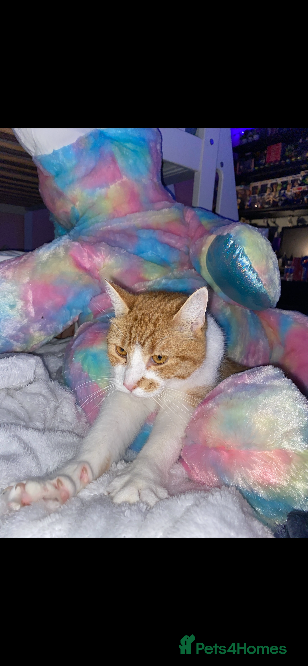 Mixed Breed cats for sale: Stumpy  - Advert 14