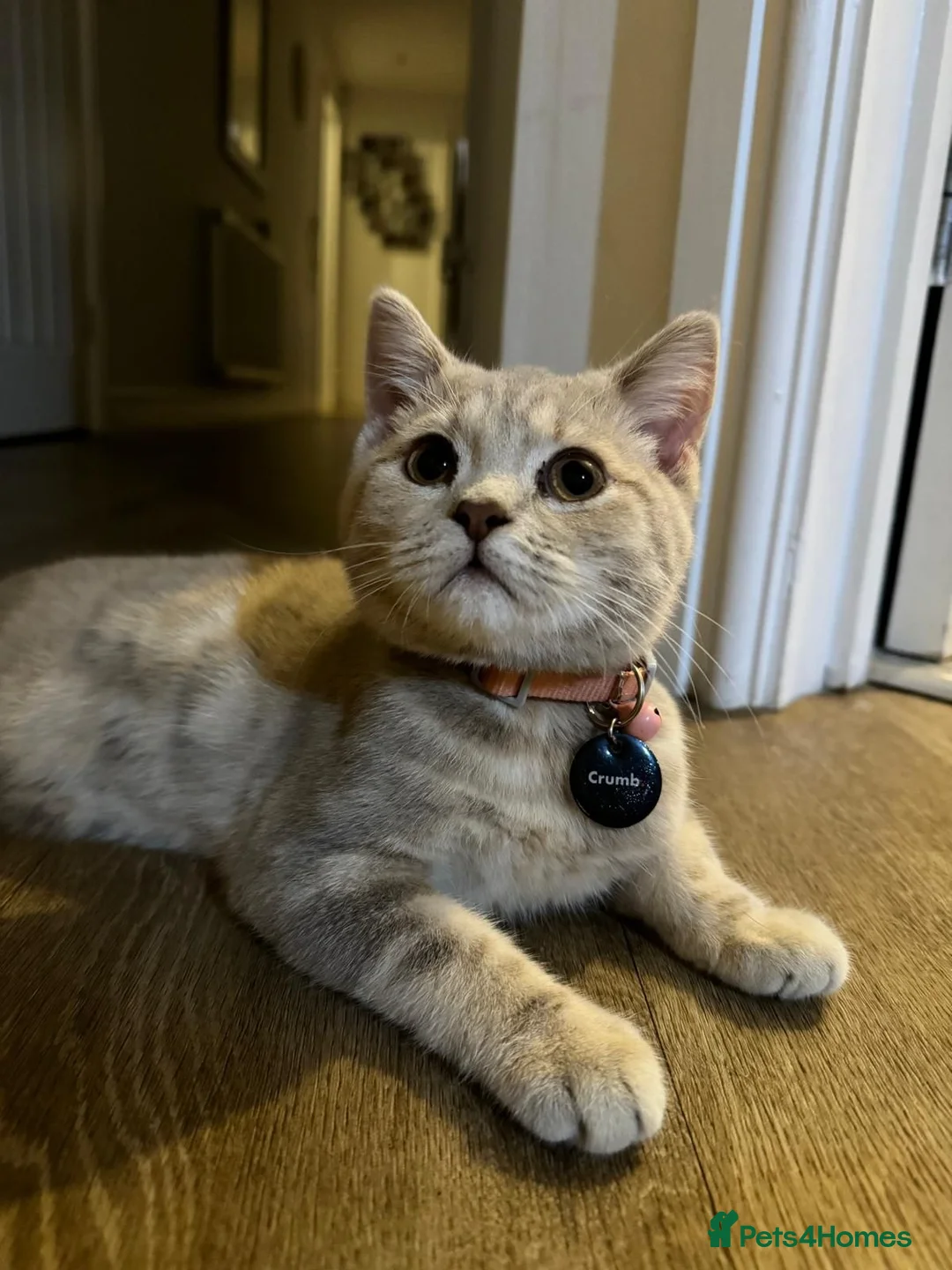 British Shorthair cats for sale:  4 gorgeous kittens  💕 in Brandon - Advert 20