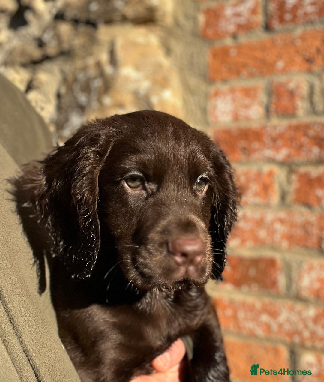 Cocker Spaniel dogs for sale: KC COCKER SPANIEL PUPPIES - Advert 5