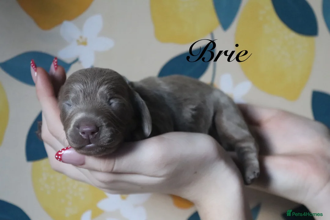 Miniature Dachshund dogs for sale: Miniature Dachshund pups❤️ - Advert 15