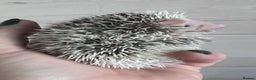 Pygmy Hedgehog rodents for sale: African Pygmy hedgehog hoglets  - Advert 4