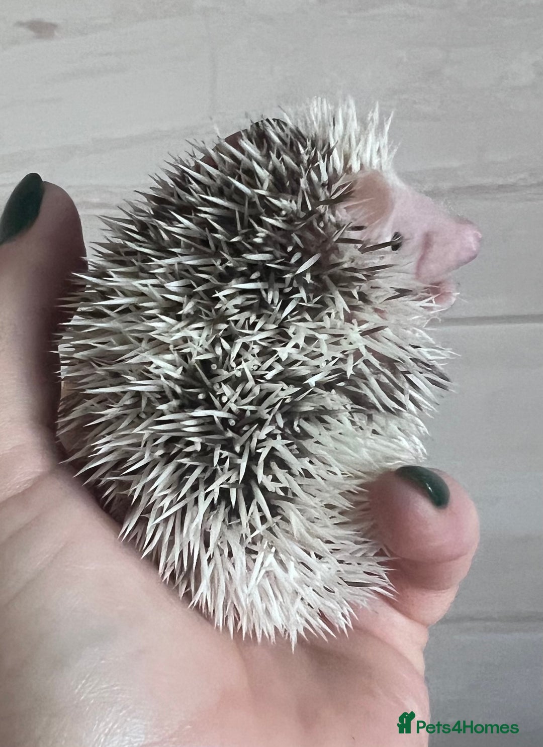 Pygmy Hedgehog rodents for sale: African Pygmy hedgehog hoglets  - Advert 4