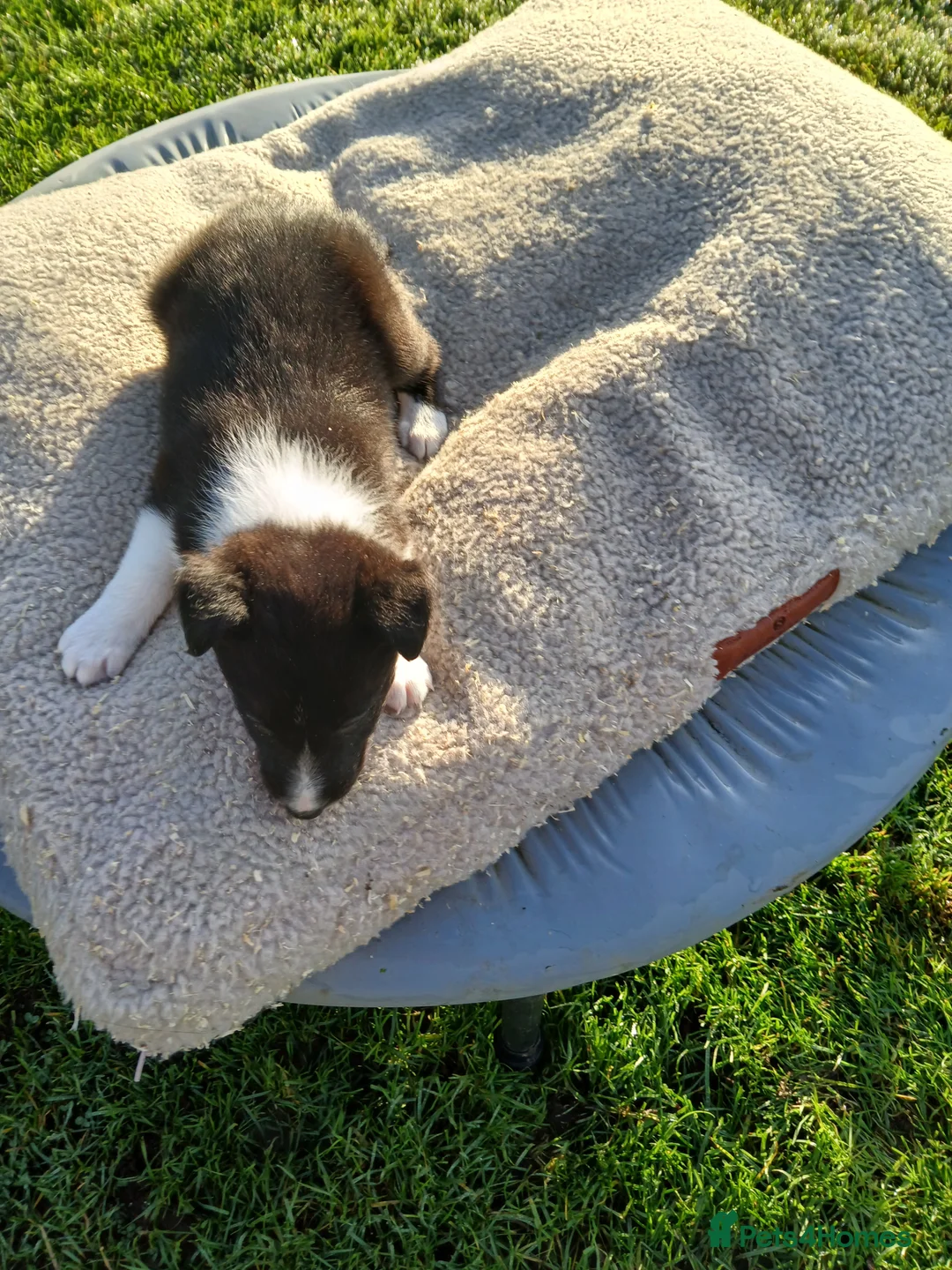 Border Collie dogs for sale: Border collie pups off Trial winning parents  - Advert 2