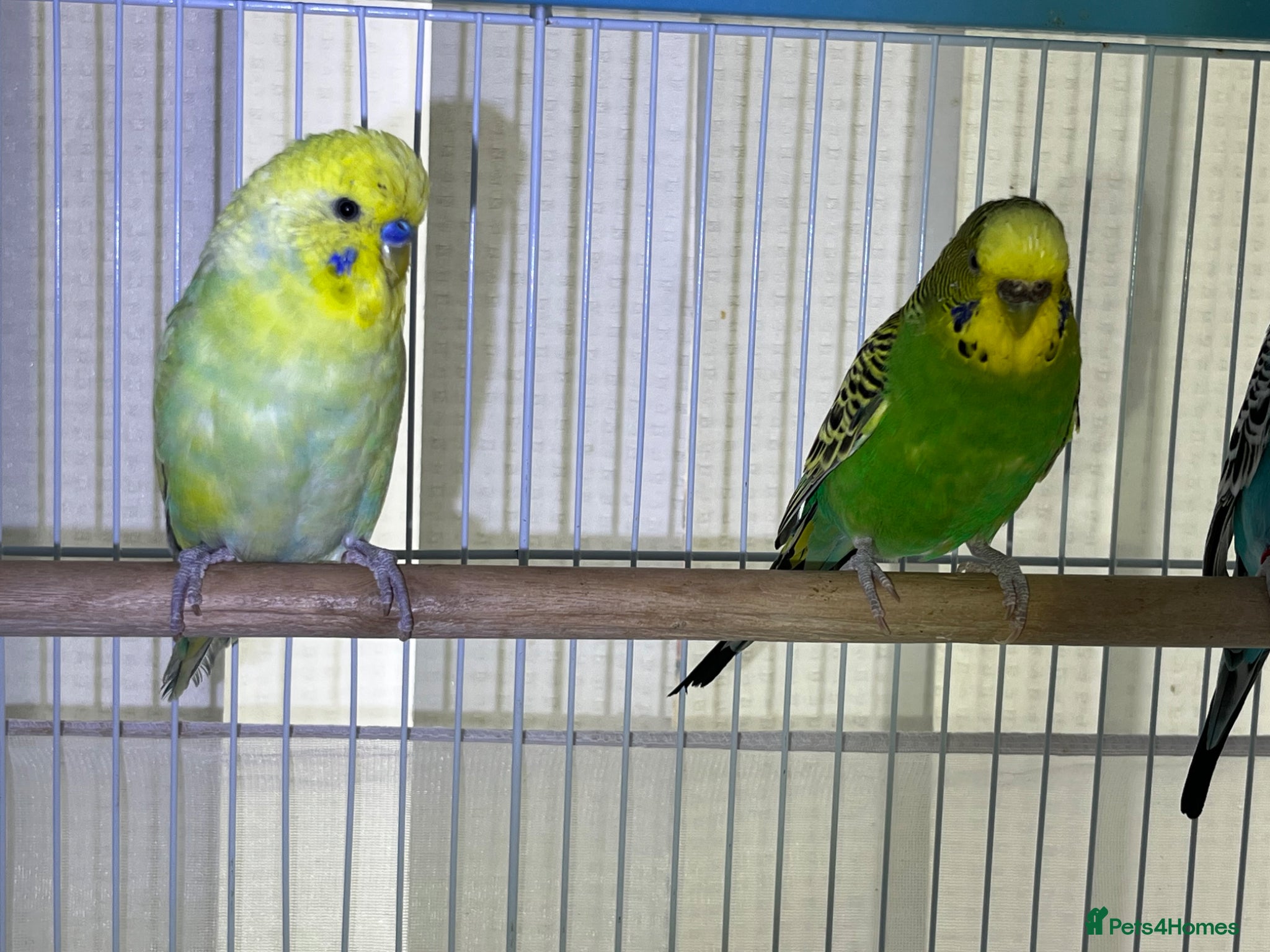 Budgerigars birds Budgies for sale bonded pair  - Advert 2