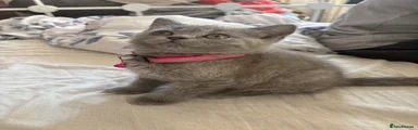 British Shorthair 3