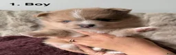Pomeranian dogs for sale: Pomeranian  - Advert 5