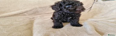 Miniature Poodle Puppy 1