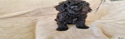 Miniature Poodle dogs for sale: Miniature poodle  - Advert 6