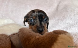 Dachshund dogs for sale: 7 Gorgeous puppies  - Image 16