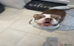 Olde English Bulldogge dogs for sale: Olde English bulldogge for sale  - Image 2