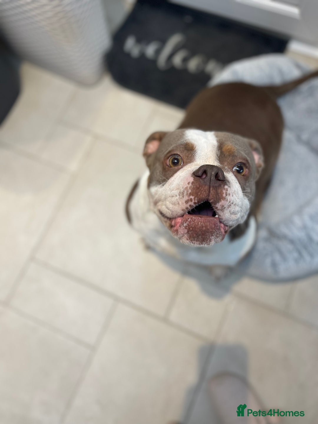 Olde English Bulldogge dogs for sale: Olde English bulldogge for sale  - Image 2