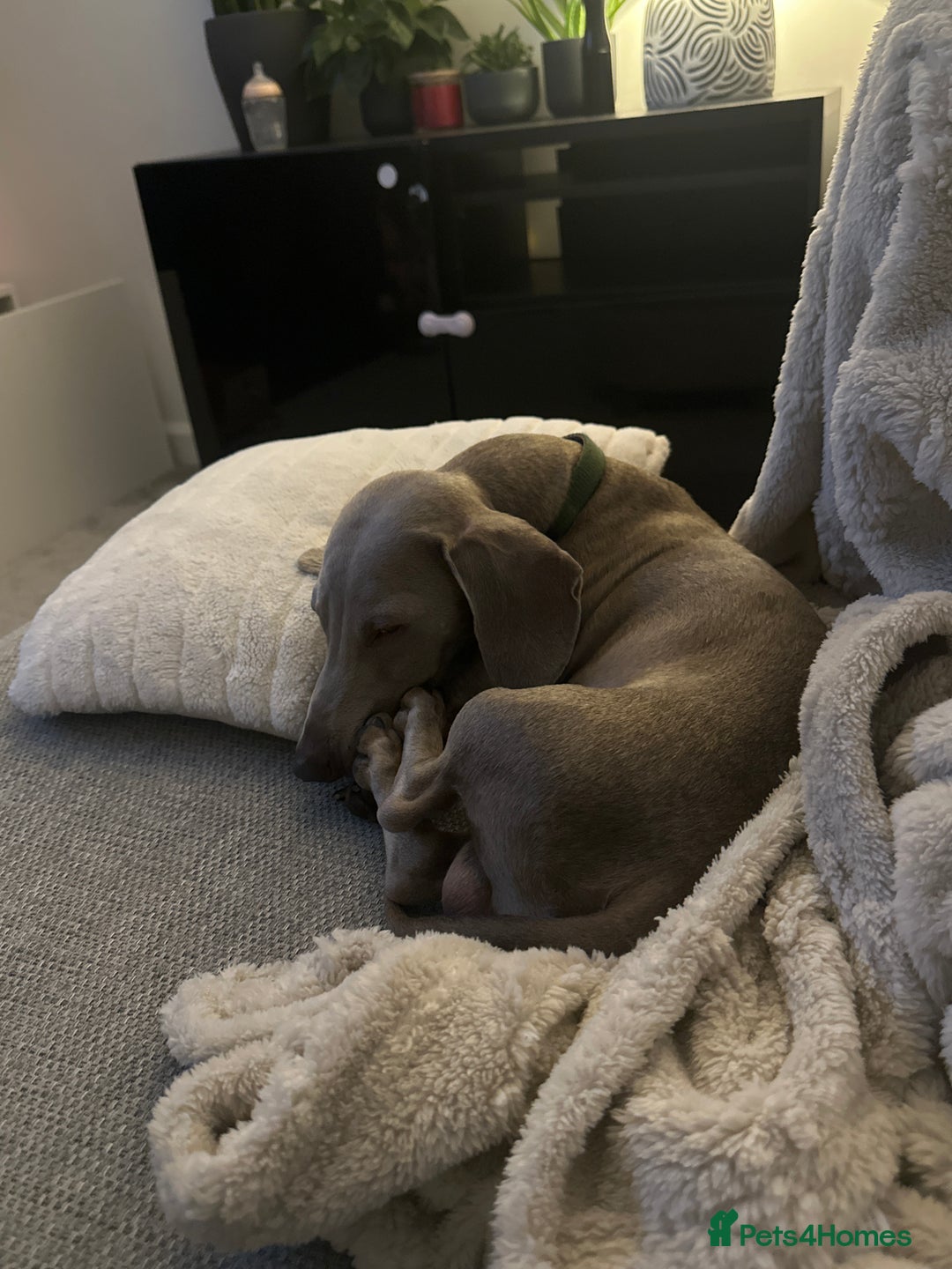 Dachshund dogs for sale: Dachshund  - Image 2
