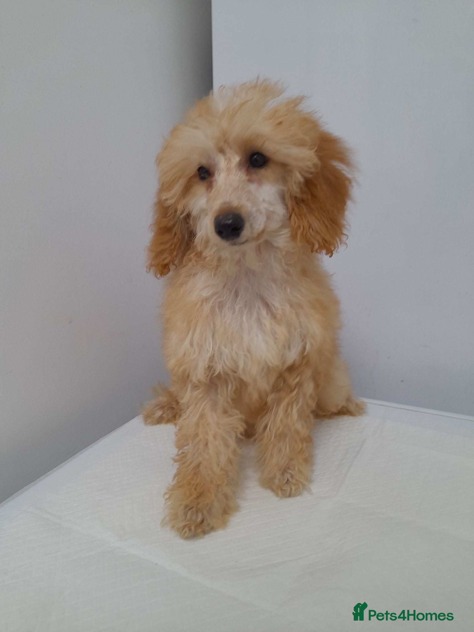 Miniature Poodle dogs Last 2 miniature poodle puppies ready now - Advert 3