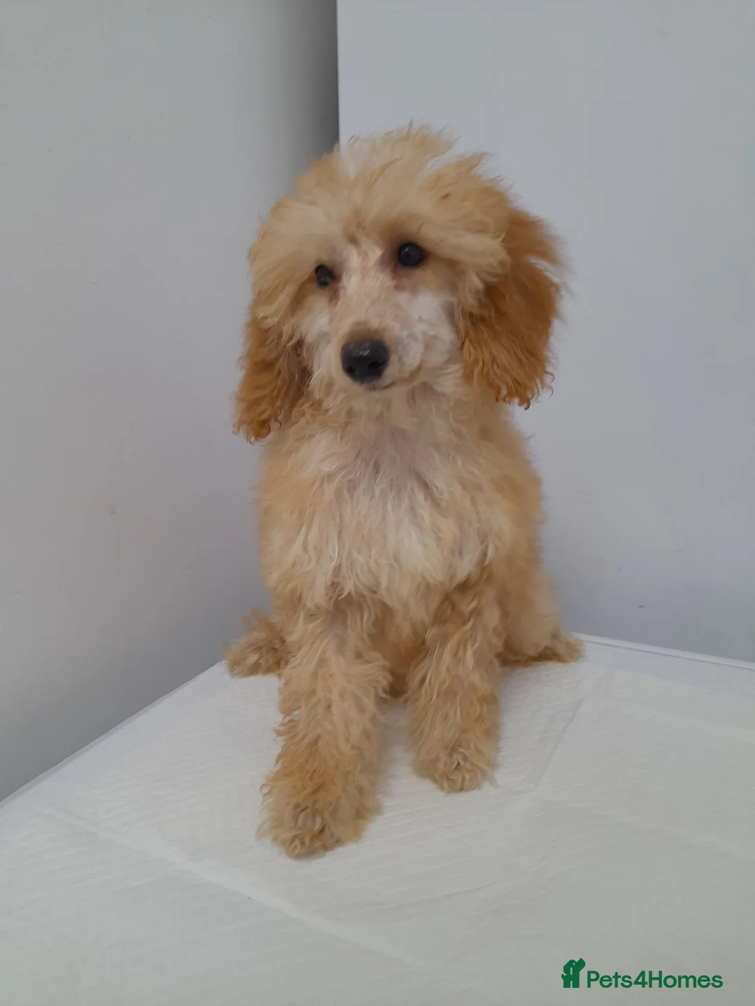 Miniature Poodle dogs for sale: Last 2 miniature poodle puppies ready now - Advert 1