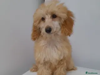 Miniature Poodle dogs Last 2 miniature poodle puppies ready now - Advert 3