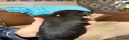 Mixed Breed dogs for sale: Jorkie pups for sale  - Advert 18