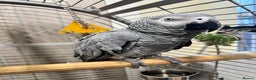 Parrots birds for sale: African grey parrot  - Advert 2