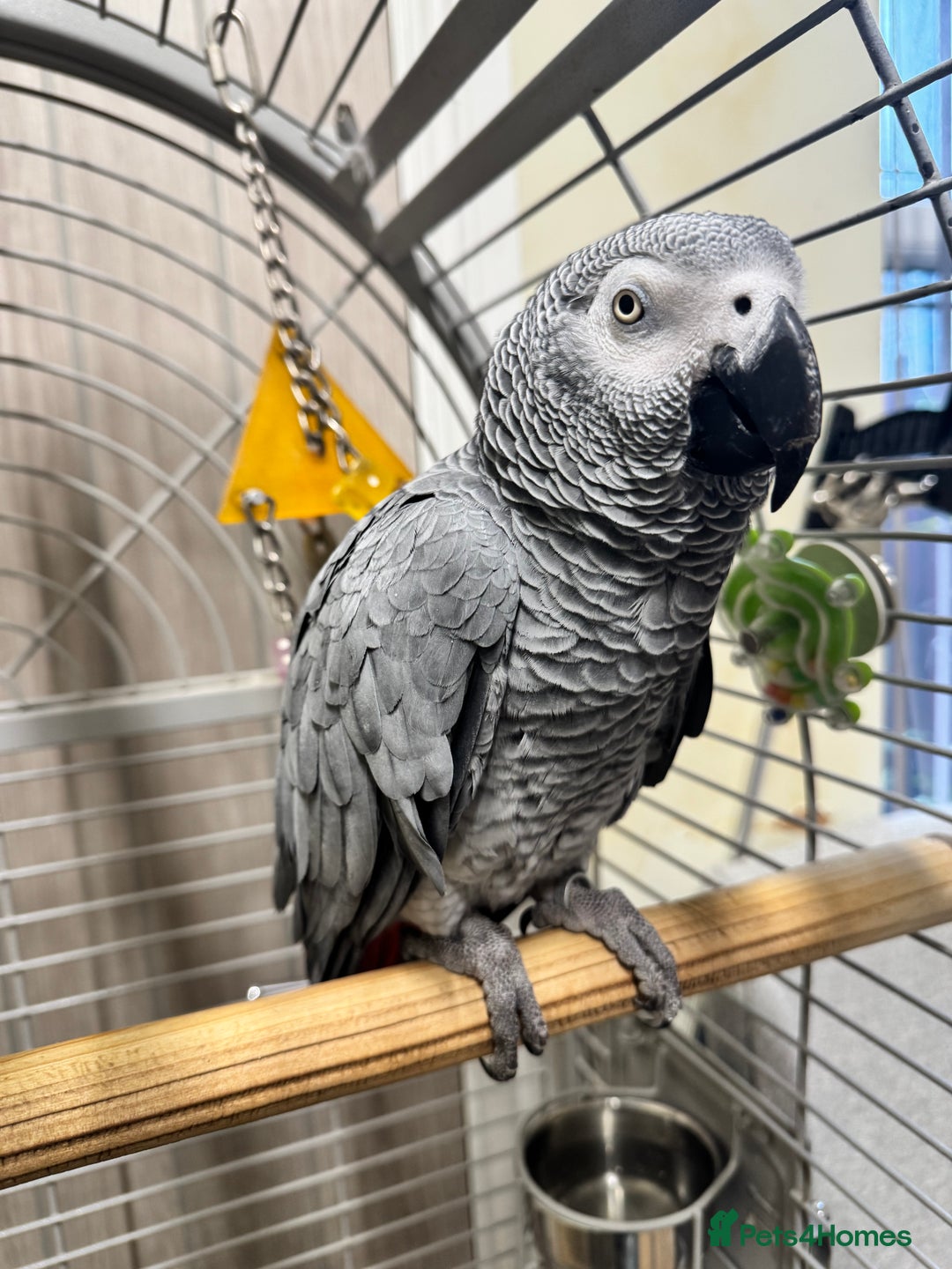 Parrots birds for sale: African grey parrot  - Advert 2