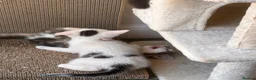 Mixed Breed cats for sale: 4 bouncy, happy kittens - Advert 3
