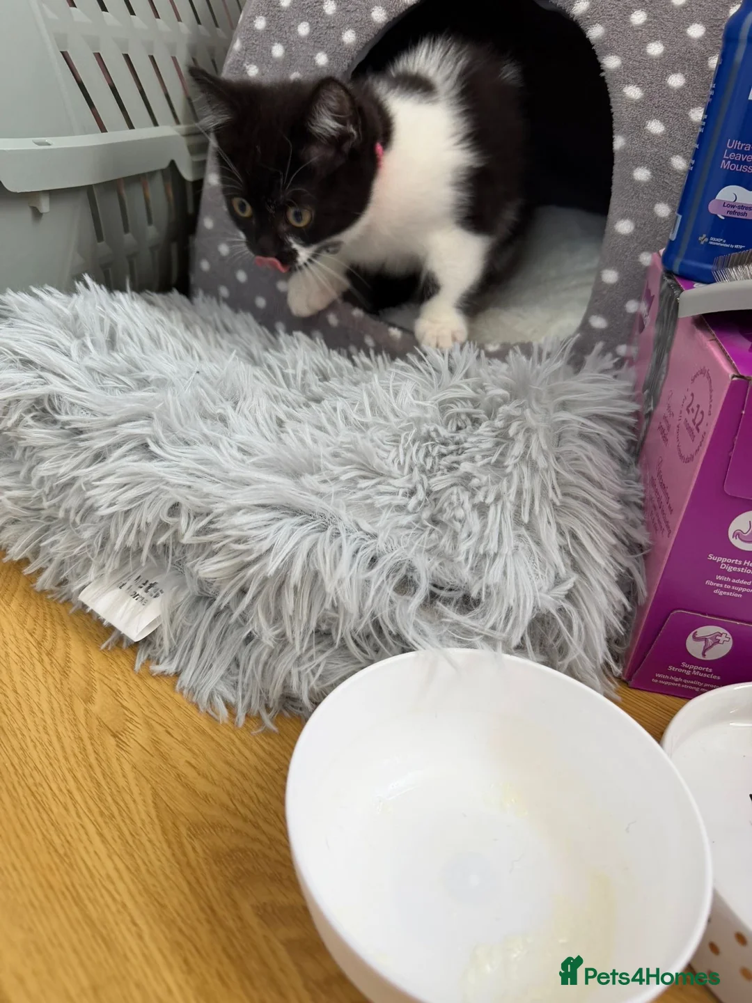 British Shorthair cats for sale: British short hair kitten  - Advert 10