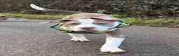Mixed Breed dogs for sale: Nova girl - Advert 3