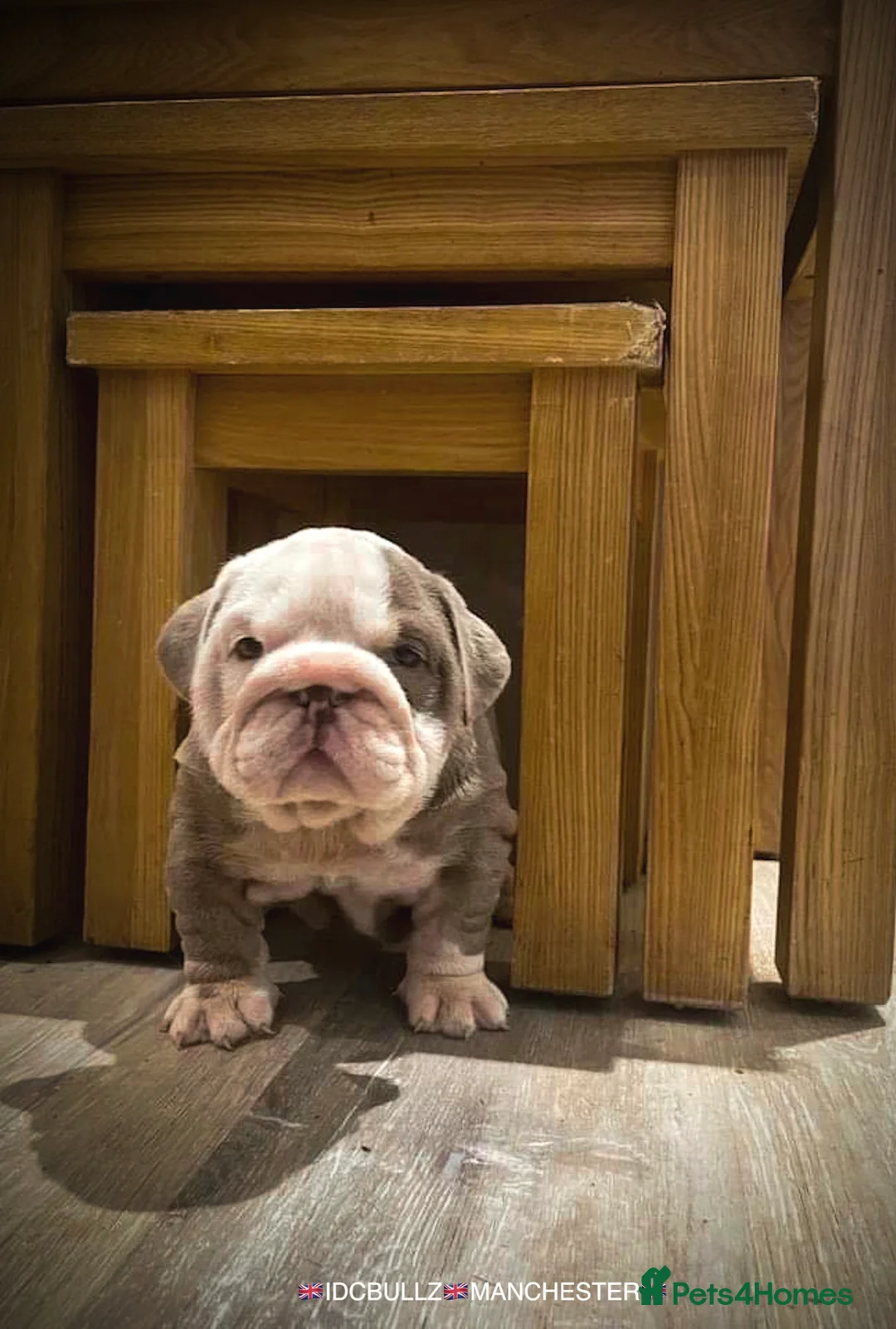 English Bulldog dogs for stud: Uncle Fester in Manchester - Advert 32