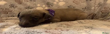 Purple collar