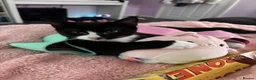 British Shorthair cats for sale: ZigZag Male cat tuxedo in Birmingham - Advert 6