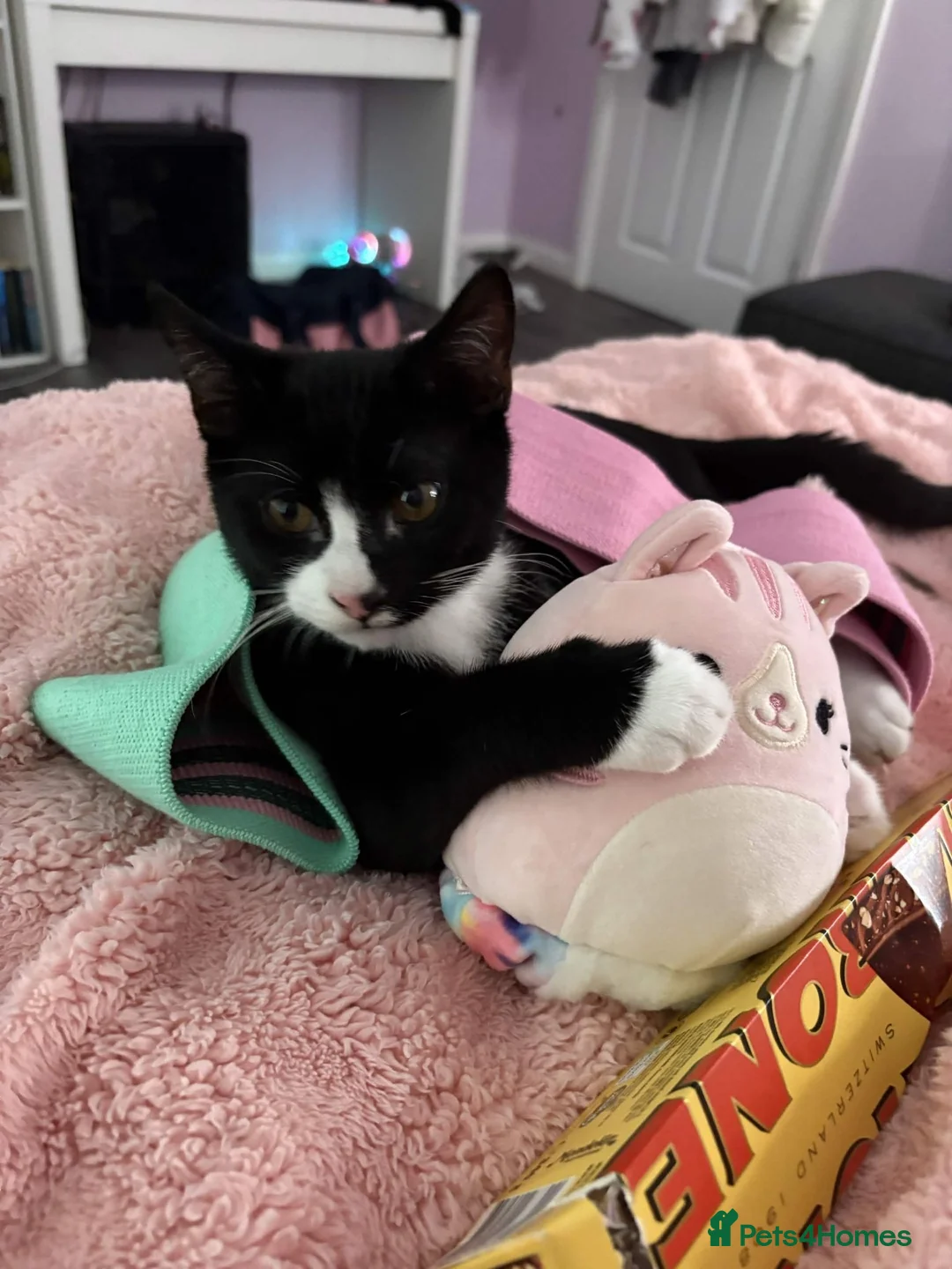British Shorthair cats for sale: ZigZag Male cat tuxedo in Birmingham - Advert 6