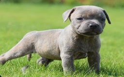 Staffordshire Bull Terrier dogs for sale: 23 years experience,5⭐️RATED Licensed & Registered - Image 6