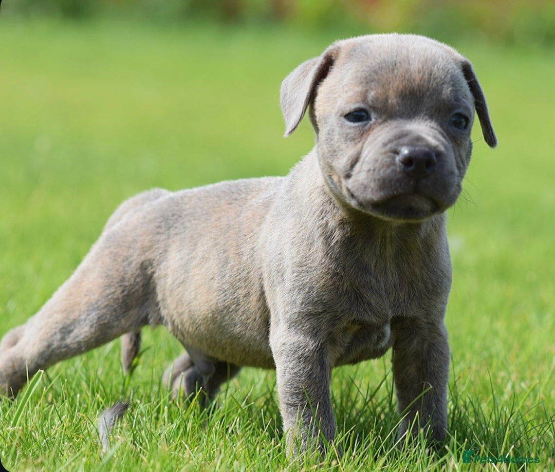Staffordshire Bull Terrier dogs for sale: 23 years experience,5⭐️RATED Licensed & Registered - Image 6