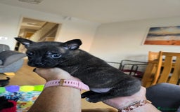 Mixed Breed dogs for sale: 4 pups - Image 10