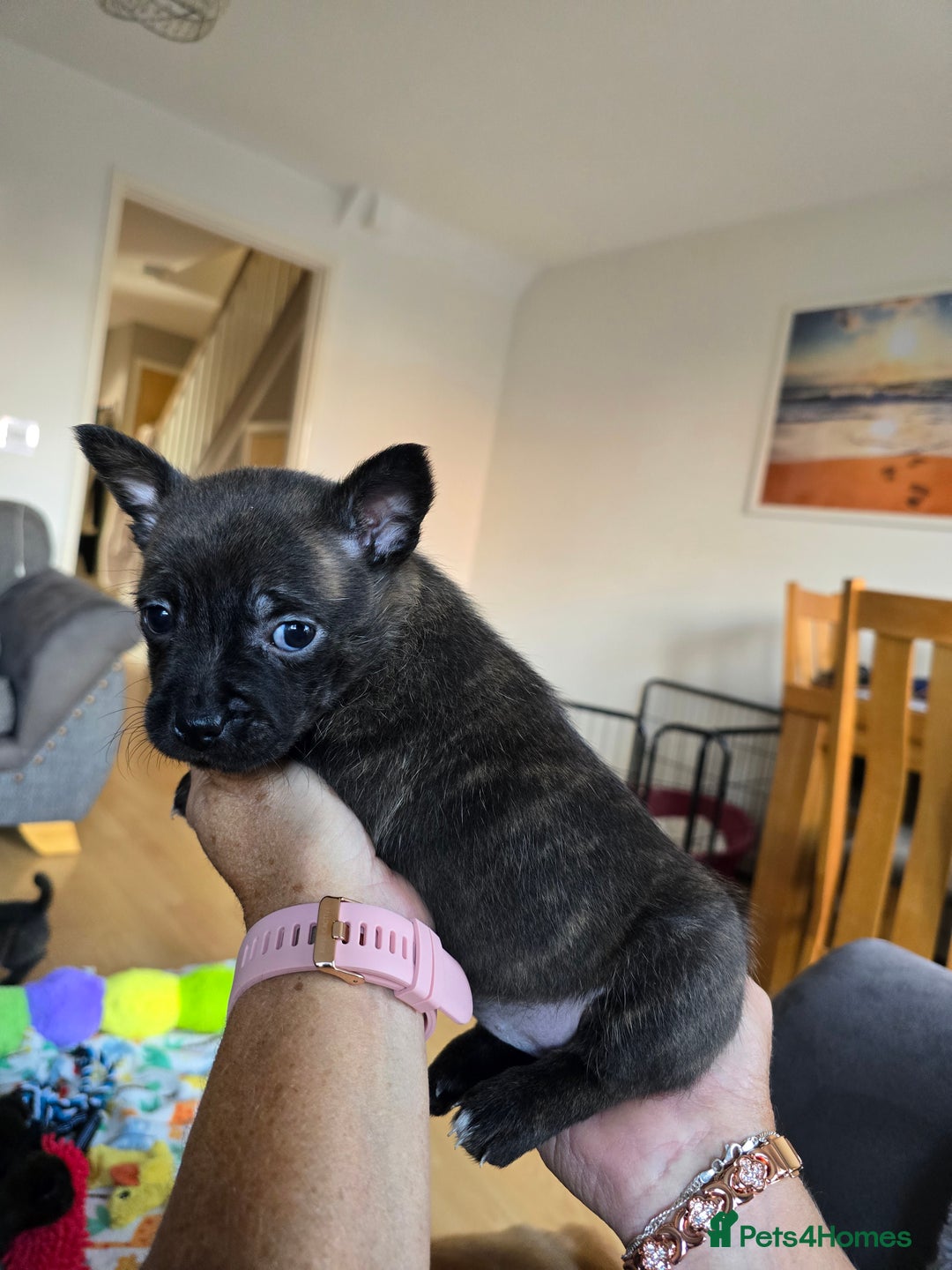 Mixed Breed dogs for sale: 4 pups - Image 10