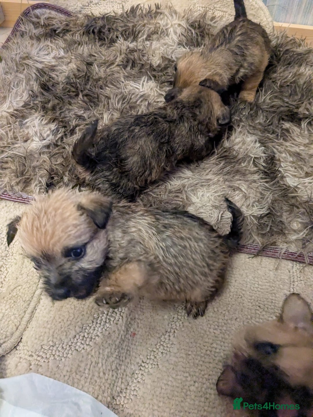 Mixed Breed dogs for sale: Norfolk terrier cross cairn terrier  - Image 13