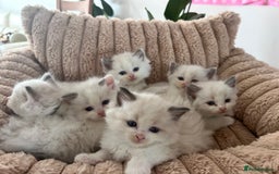 Ragdoll cats for sale: Ragdoll kittens - Image 14