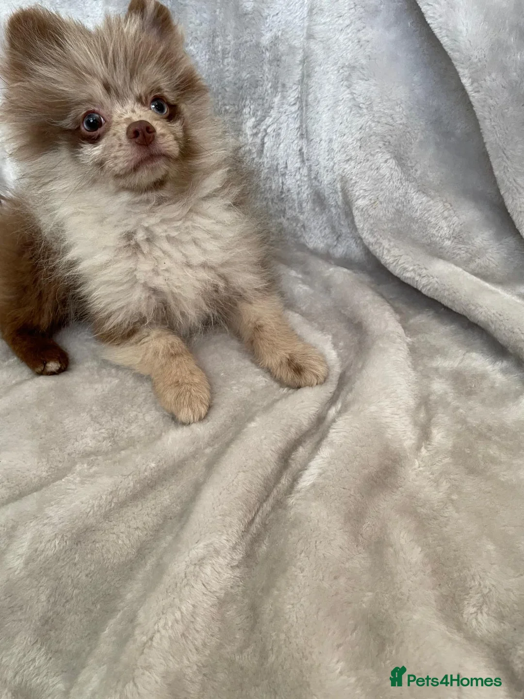 Pomeranian dogs for sale: Two beautiful little Pomeranians left  in Leeds - Advert 1