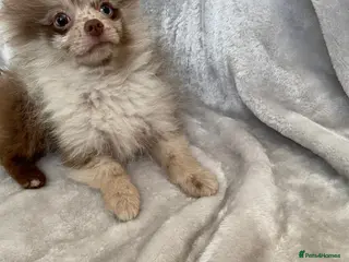 Pomeranian dogs Two beautiful little Pomeranians left - Advert 1