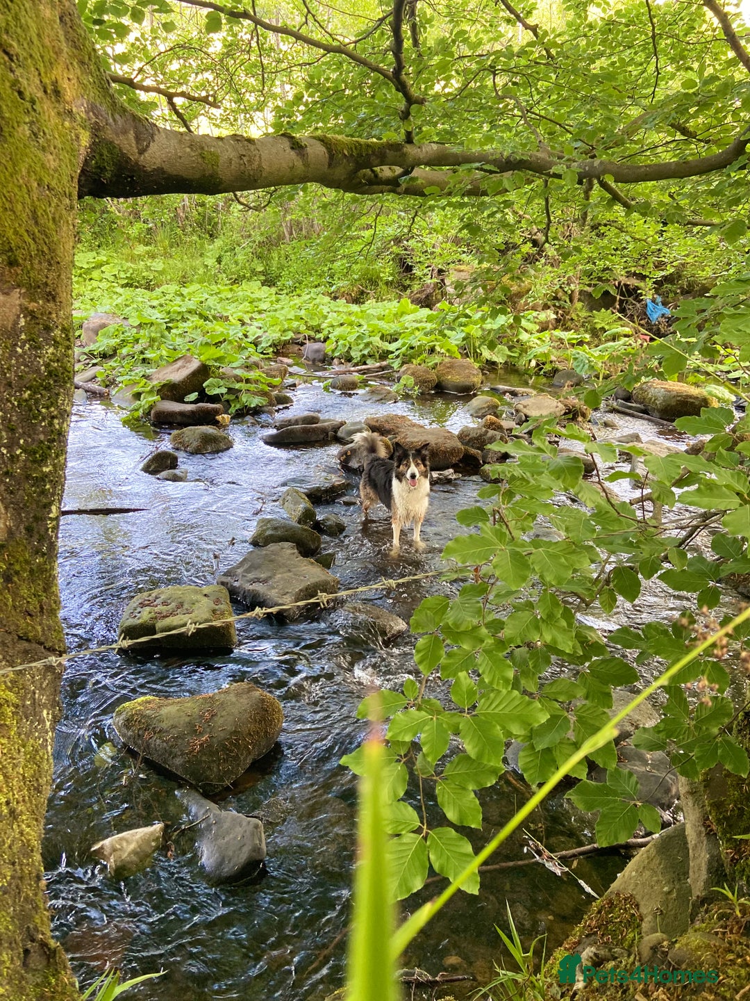 Mixed Breed dogs for sale: Border collie - read des  in Keighley - Image 10